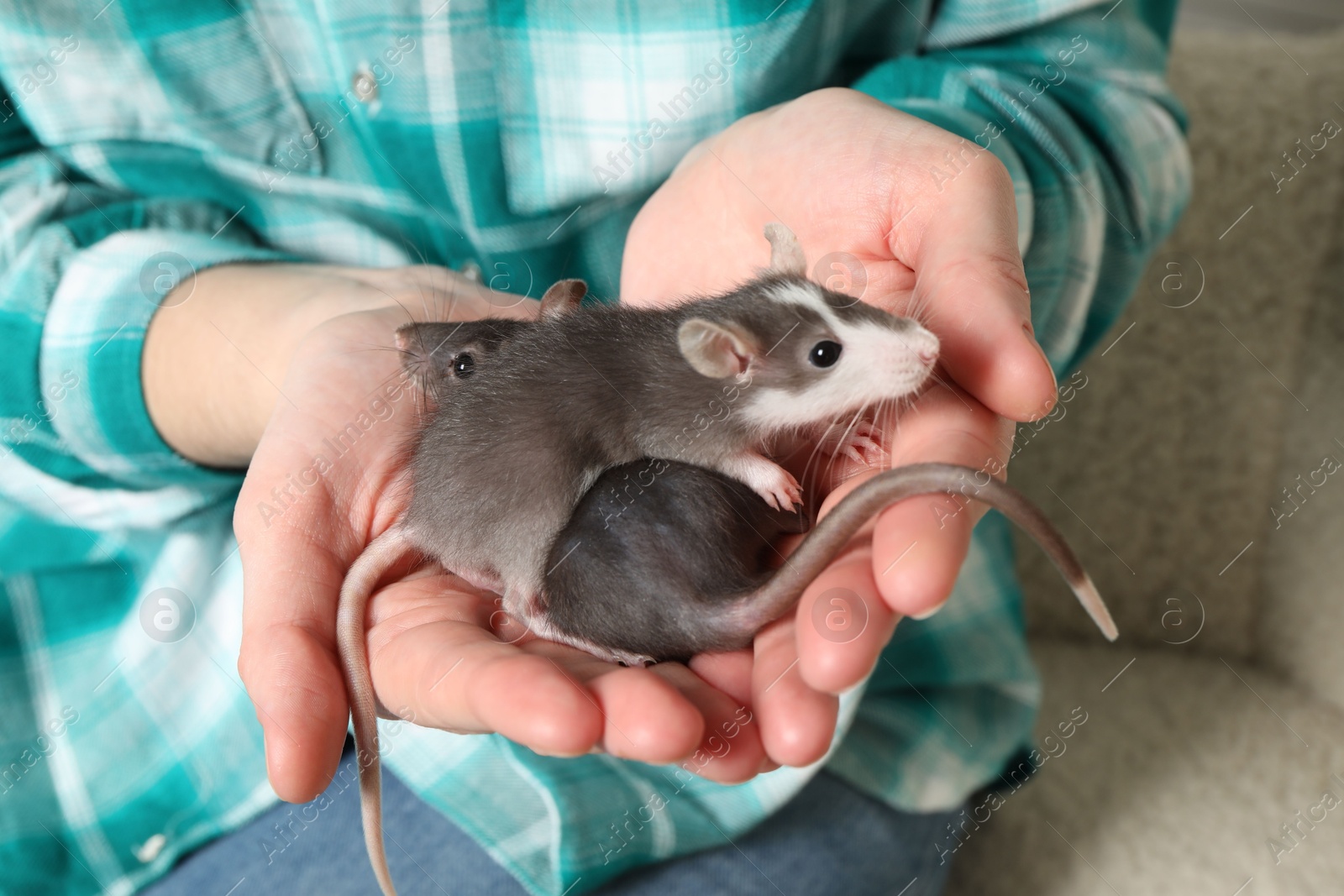 Photo of Woman with adorable little rats on sofa indoors, closeup