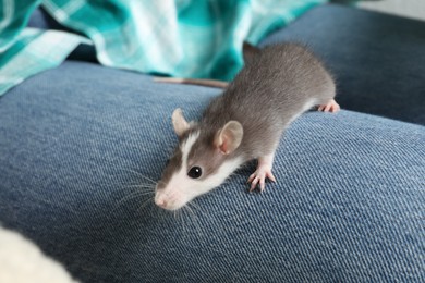 Photo of Woman with adorable little rat on indoors, closeup