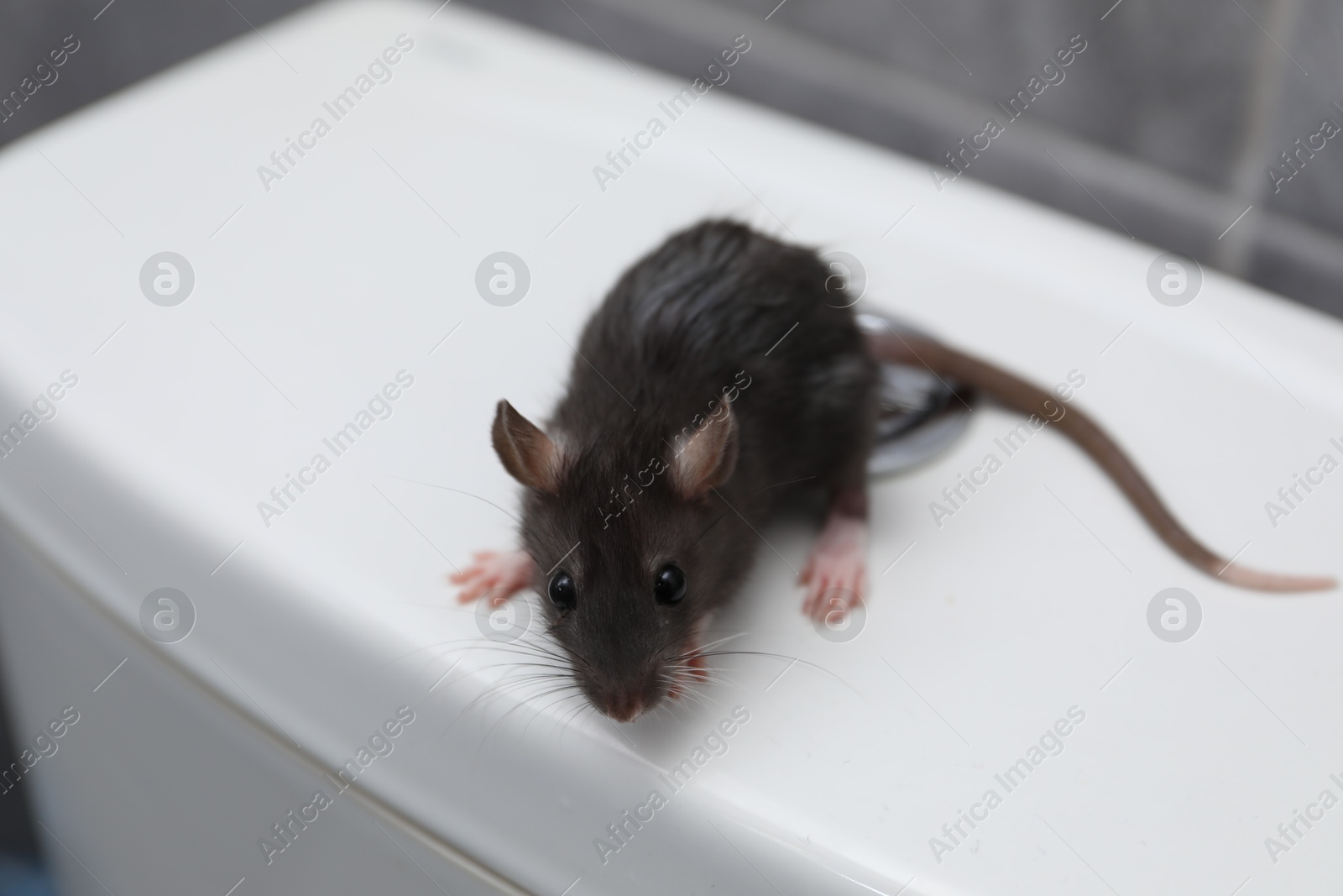 Photo of Rat on toilet bowl in bathroom. Pest control