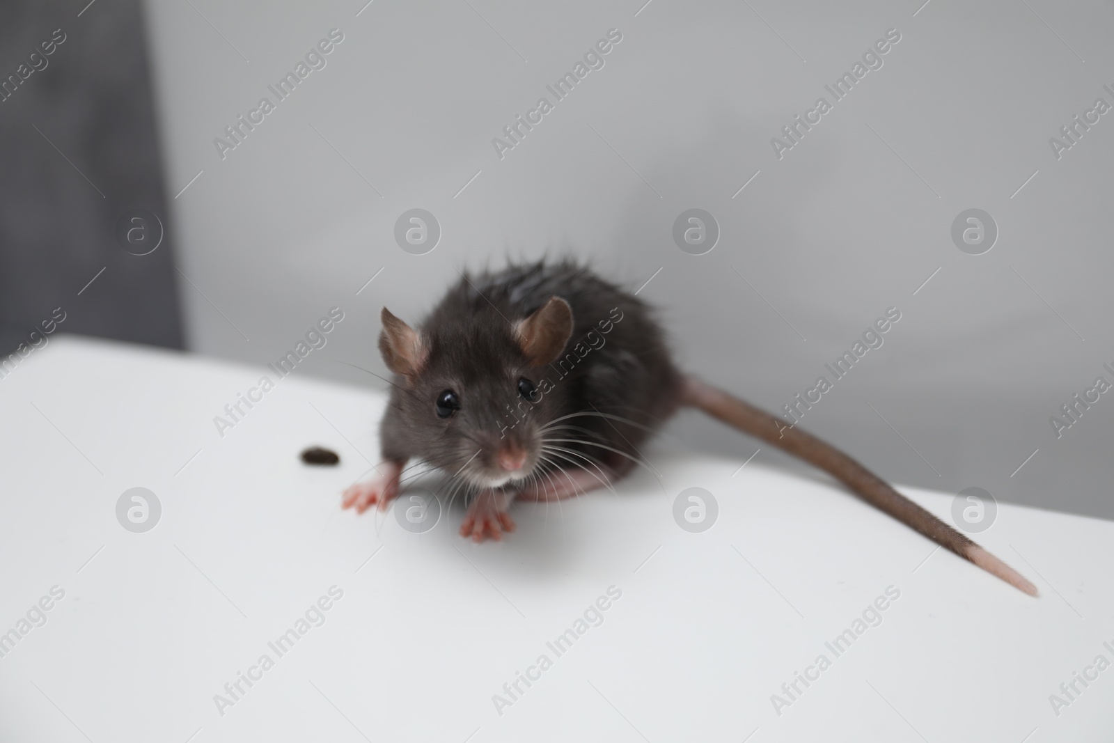 Photo of Rat and dropping on toilet bowl in bathroom. Pest control