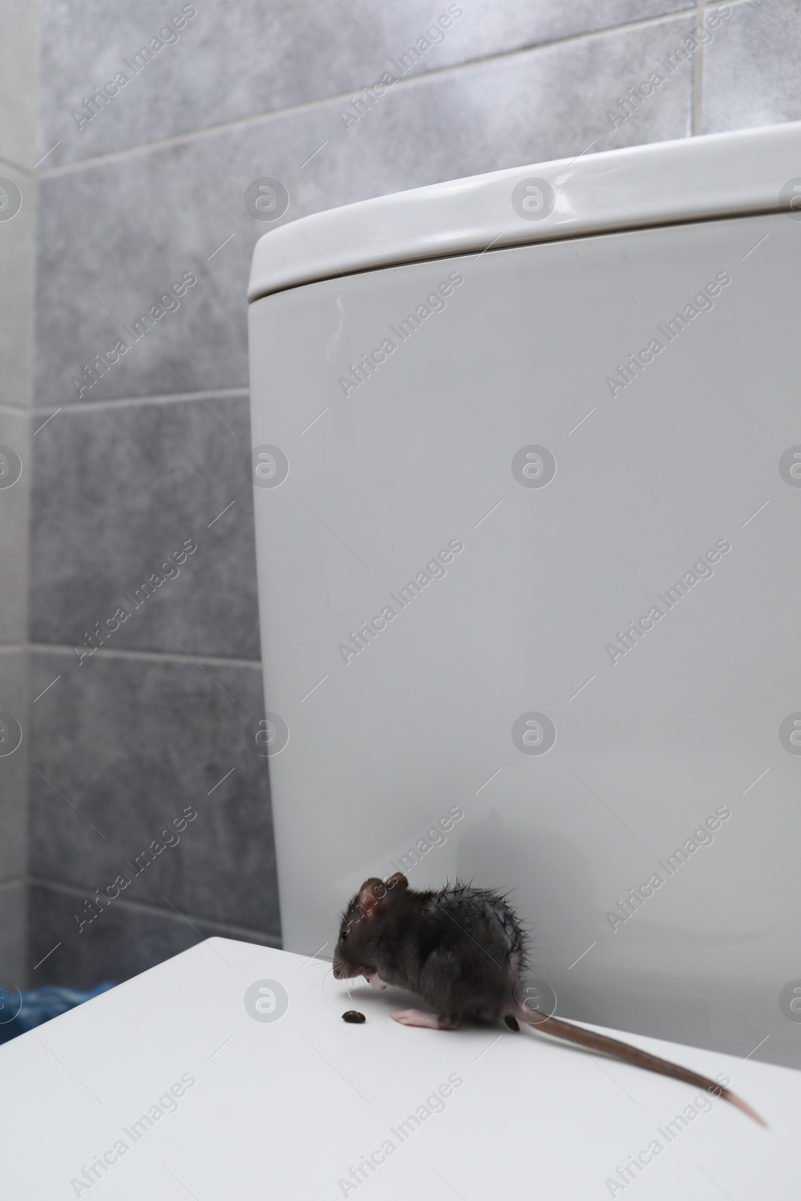 Photo of Rat and dropping on toilet bowl in bathroom. Pest control