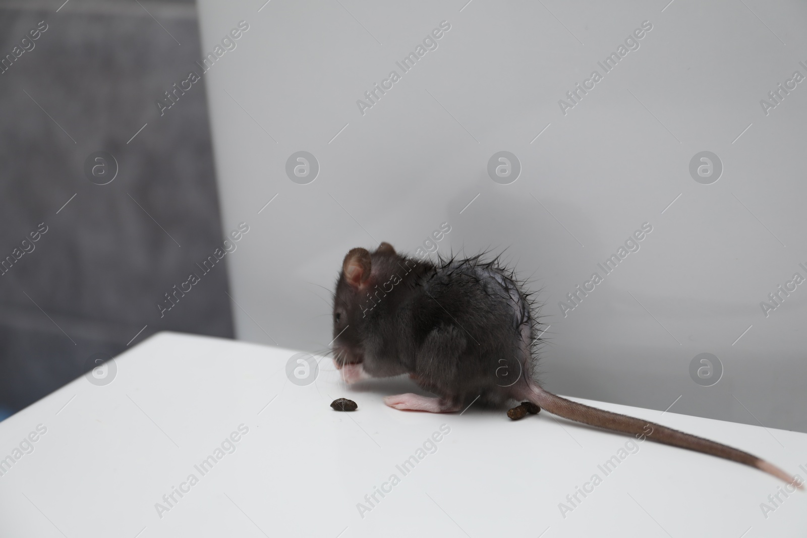 Photo of Rat and dropping on toilet bowl in bathroom. Pest control