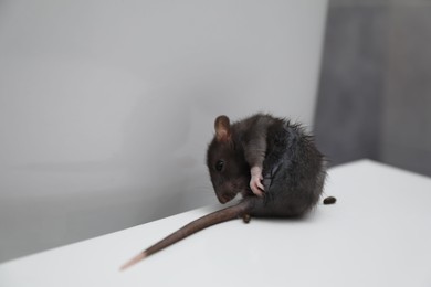 Photo of Rat and dropping on toilet bowl in bathroom. Pest control