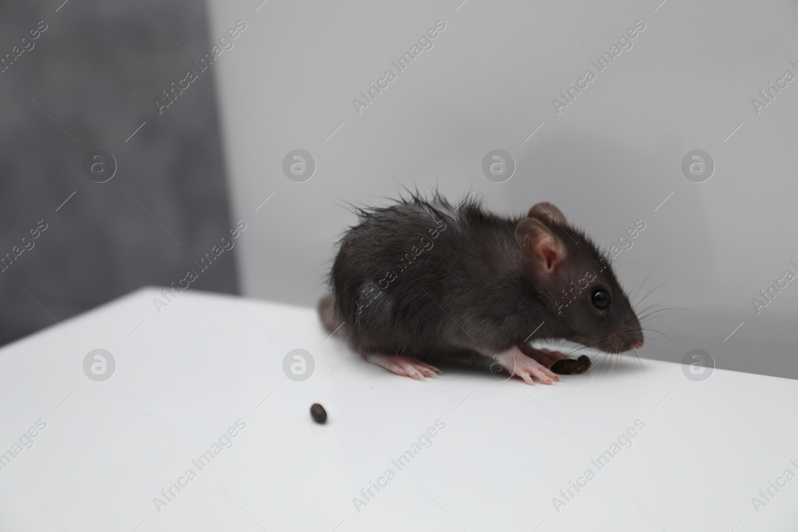 Photo of Rat and droppings on toilet bowl in bathroom, space for text. Pest control