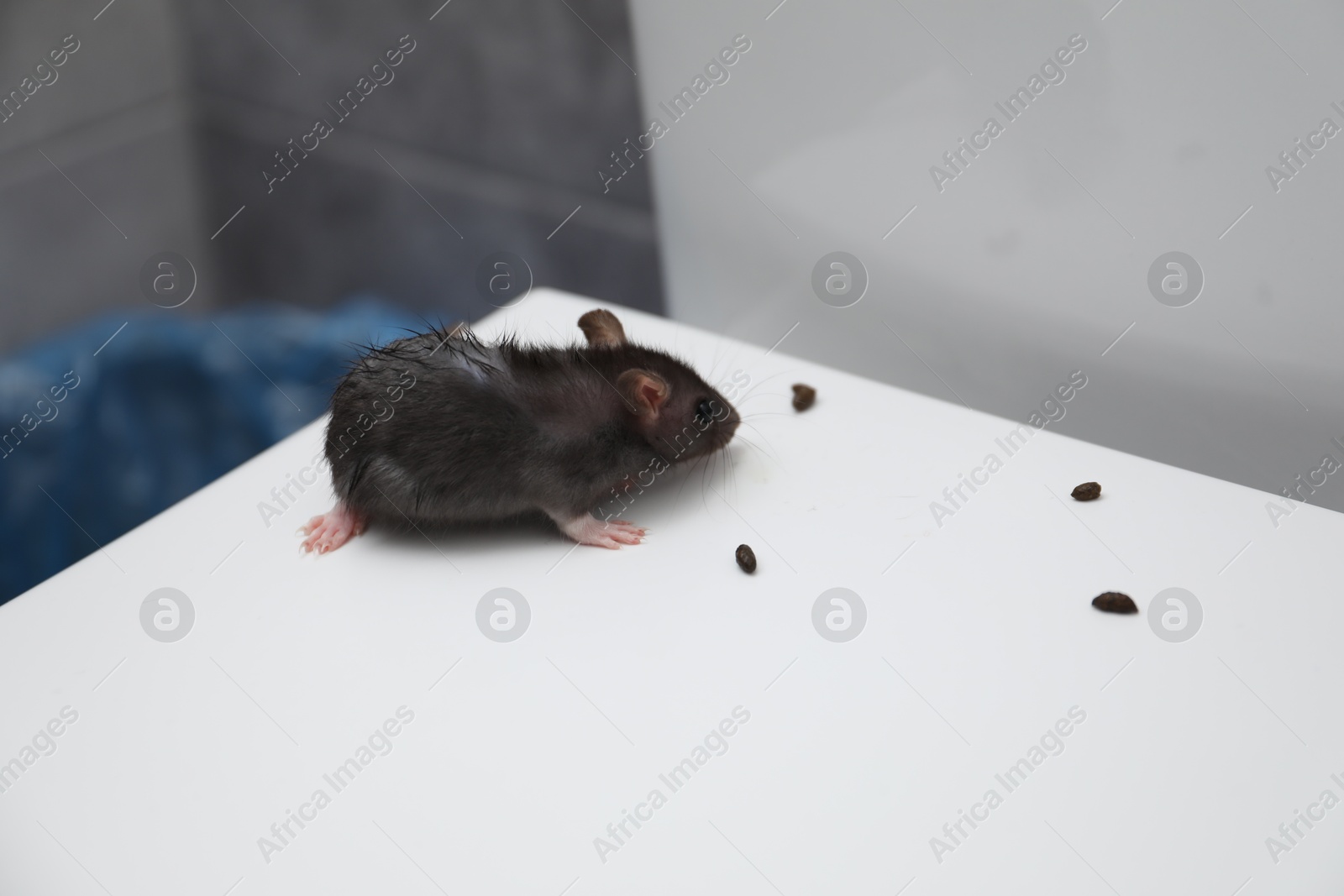 Photo of Rat and droppings on toilet bowl in bathroom. Pest control