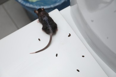 Photo of Rat and droppings on toilet bowl in bathroom, above view. Pest control