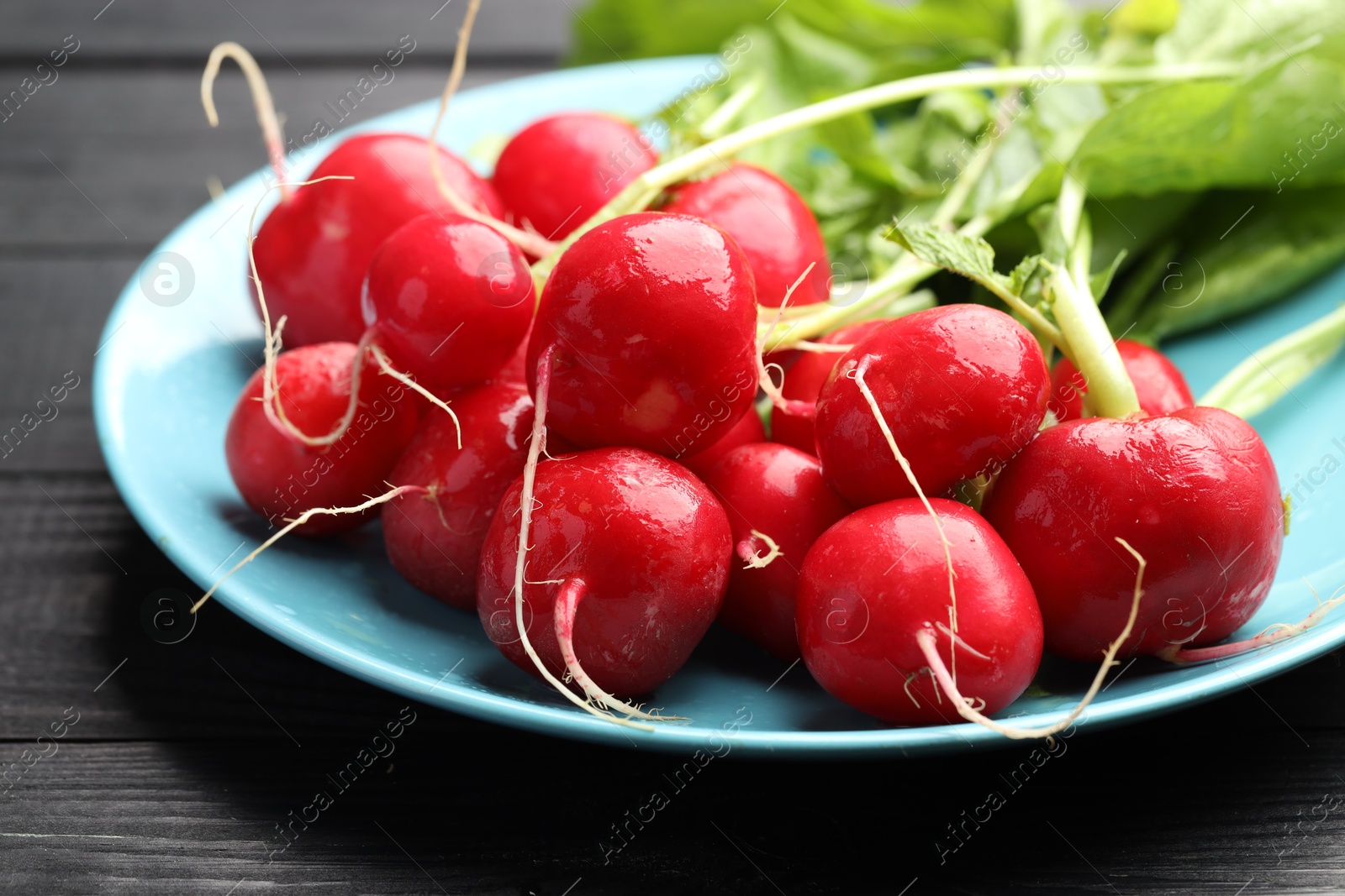 Many fresh radishes on black wooden table, closeup Photo of Many fresh radishes on black wooden table, closeup