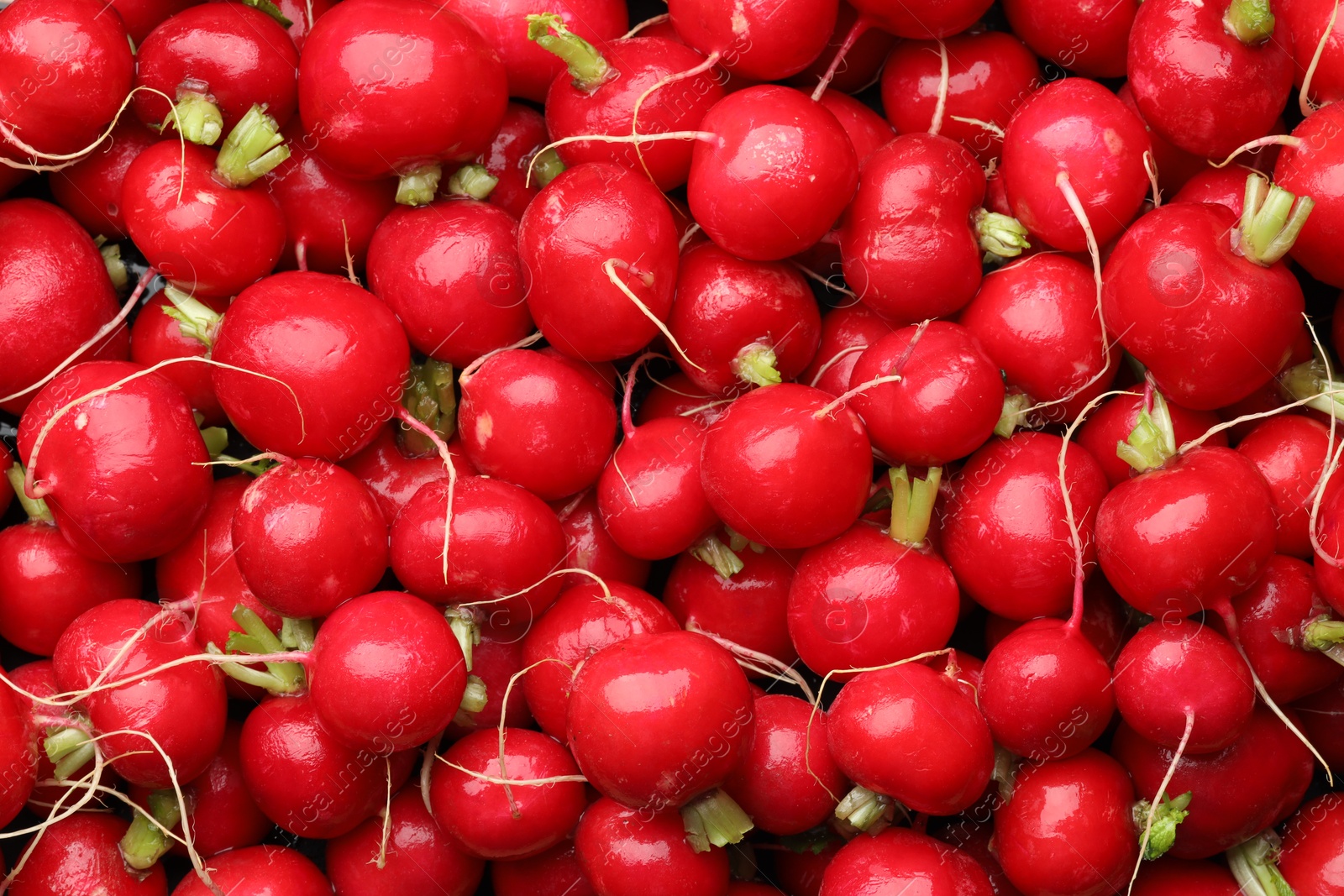 Photo of Many fresh radishes as background, top view