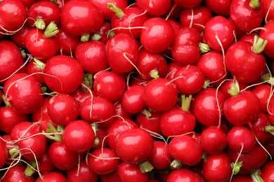 Photo of Many fresh radishes as background, top view