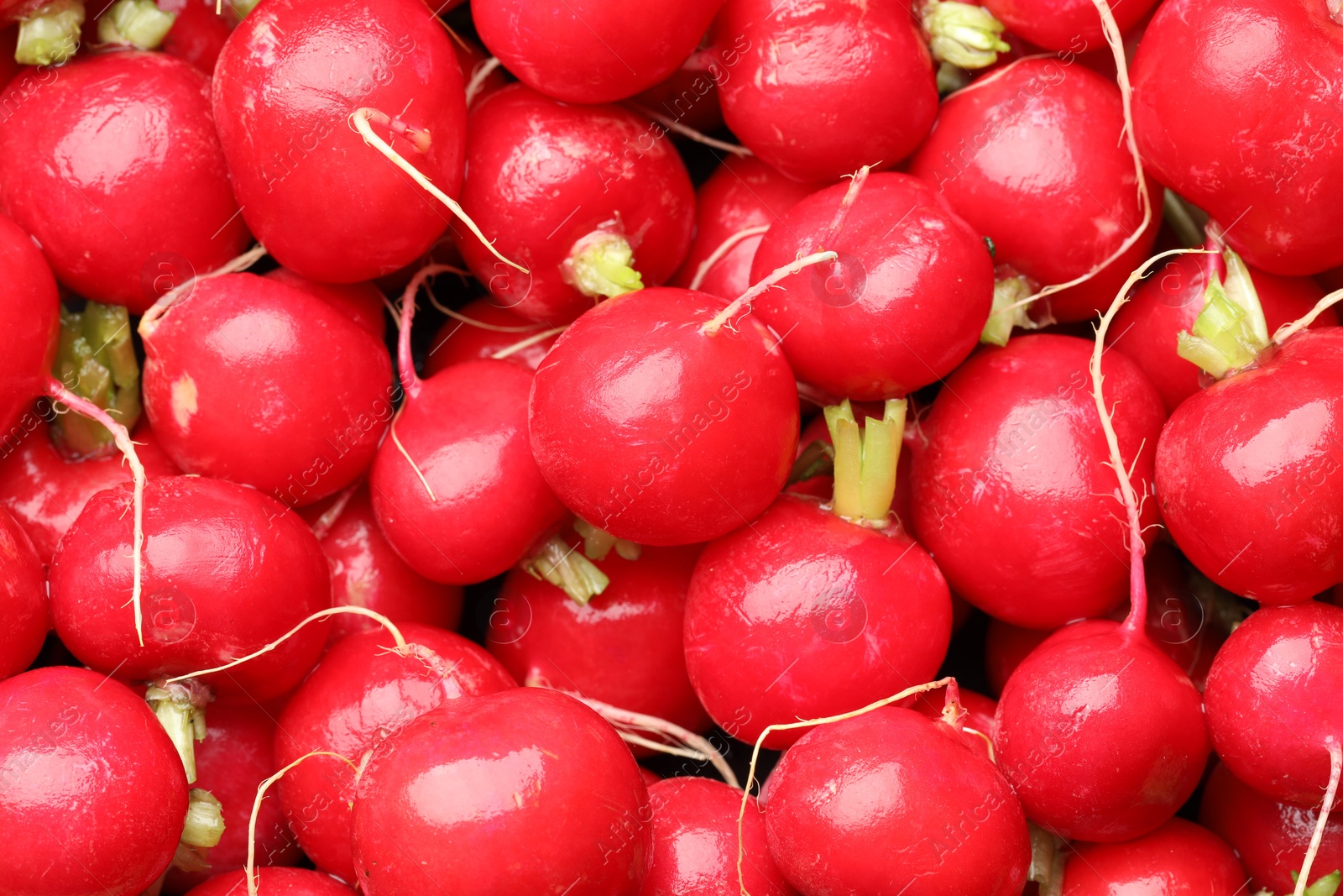 Photo of Many fresh radishes as background, top view