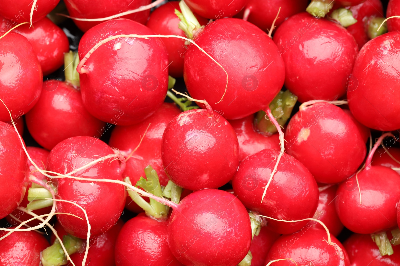 Photo of Many fresh radishes as background, top view