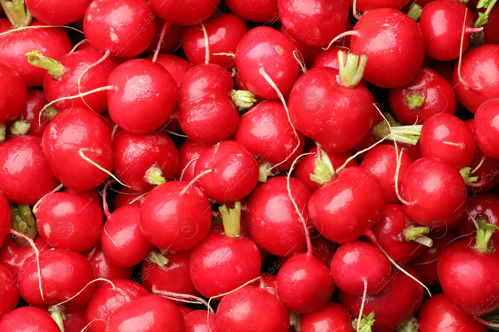 Photo of Many fresh radishes as background, top view