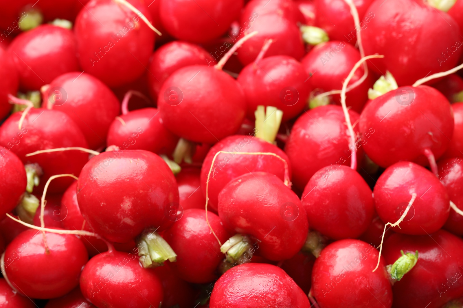 Photo of Many fresh radishes as background, closeup view