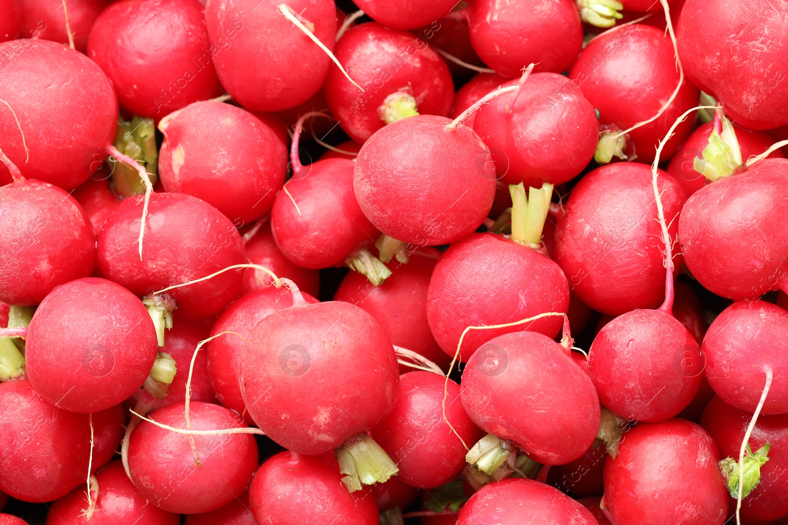 Photo of Many fresh radishes as background, top view