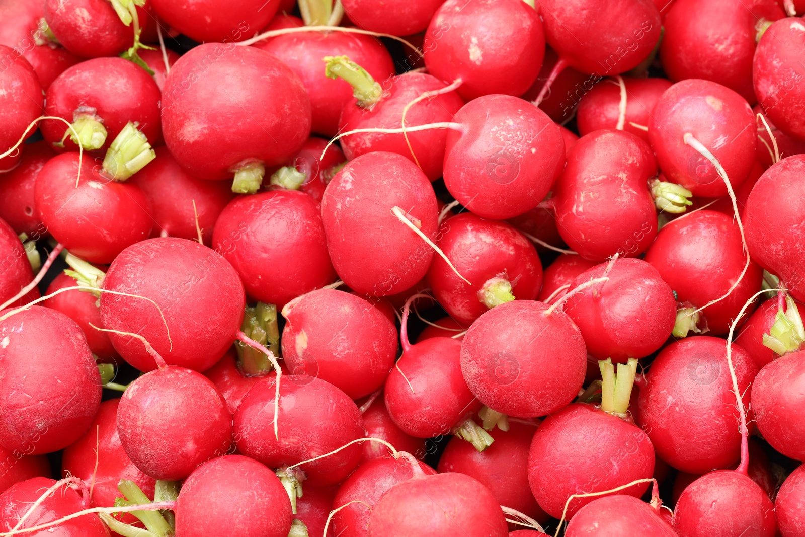 Photo of Many fresh radishes as background, top view