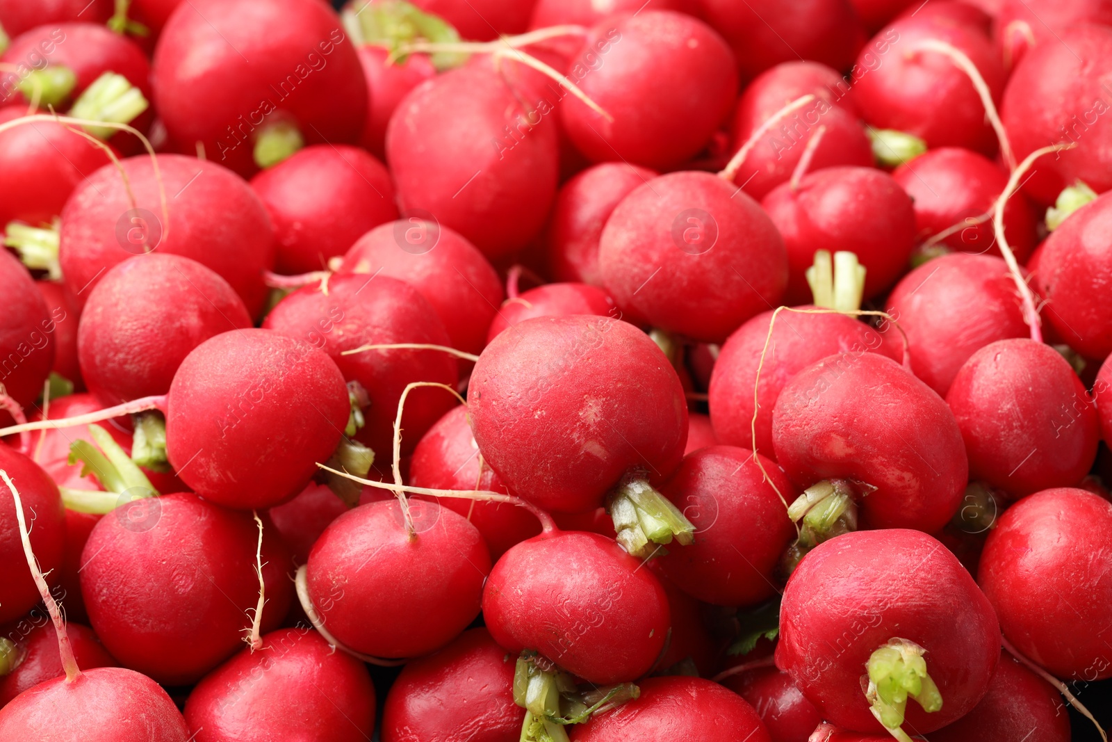 Photo of Many fresh radishes as background, closeup view