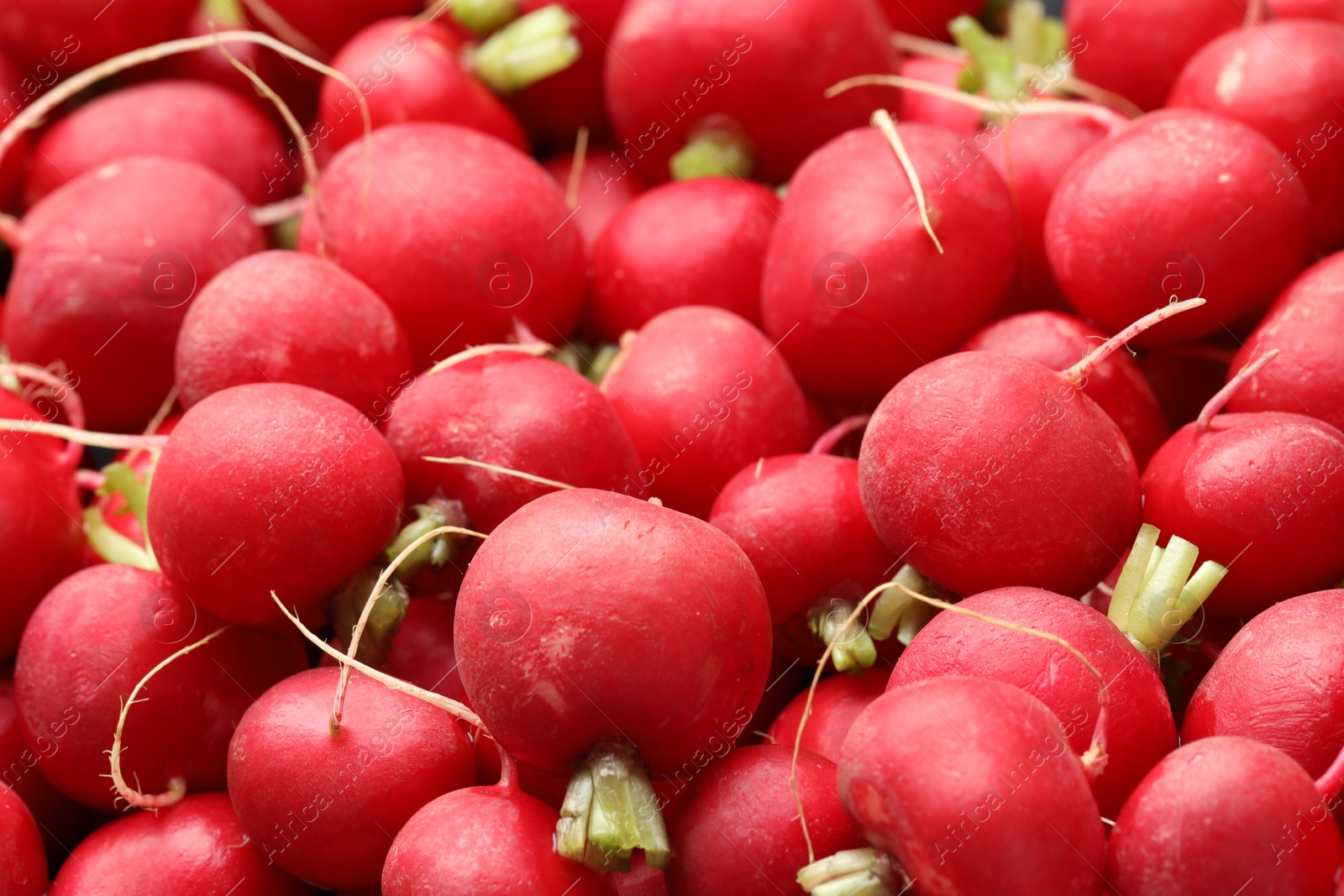 Photo of Many fresh radishes as background, closeup view