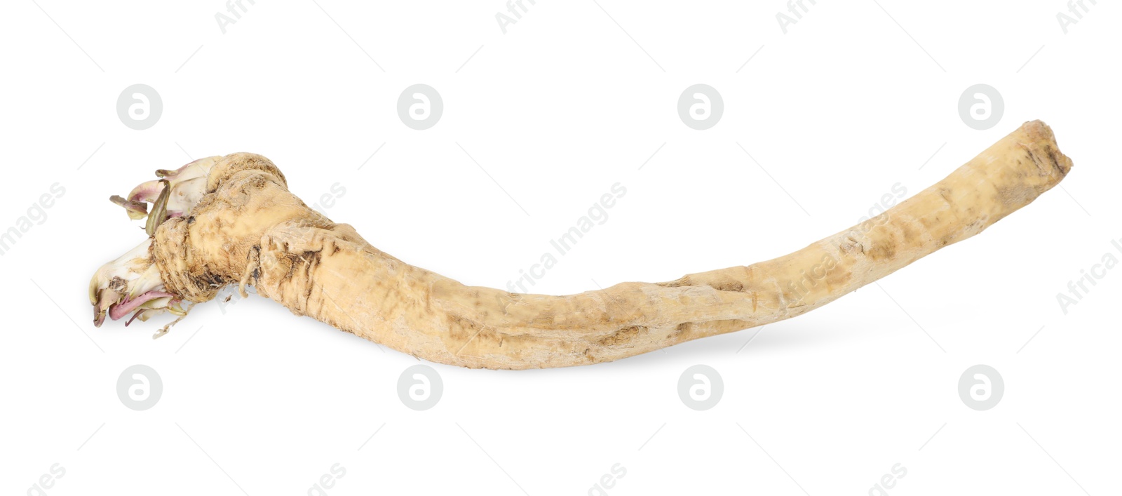 Photo of One fresh horseradish root isolated on white