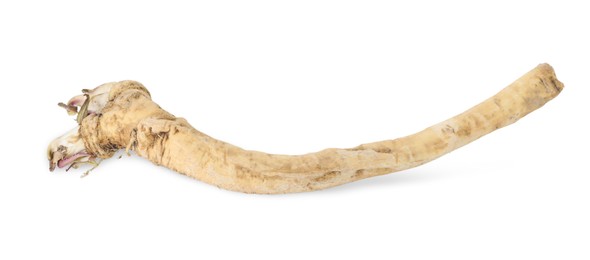 Photo of One fresh horseradish root isolated on white