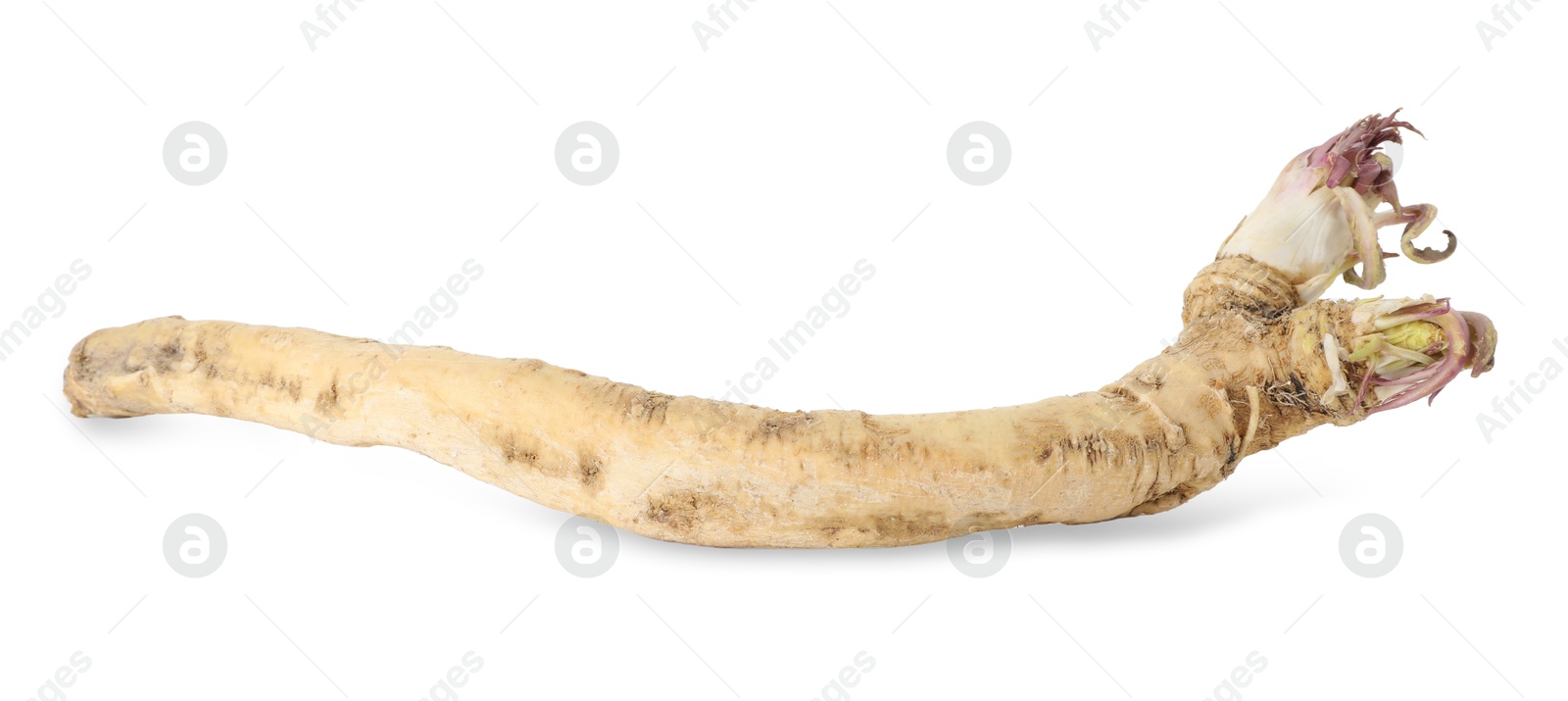 Photo of One fresh horseradish root isolated on white