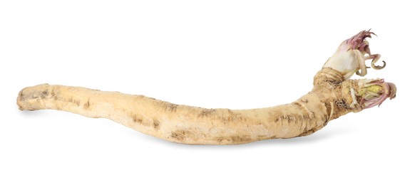 Photo of One fresh horseradish root isolated on white