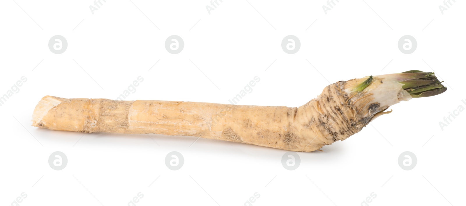 Photo of One fresh horseradish root isolated on white