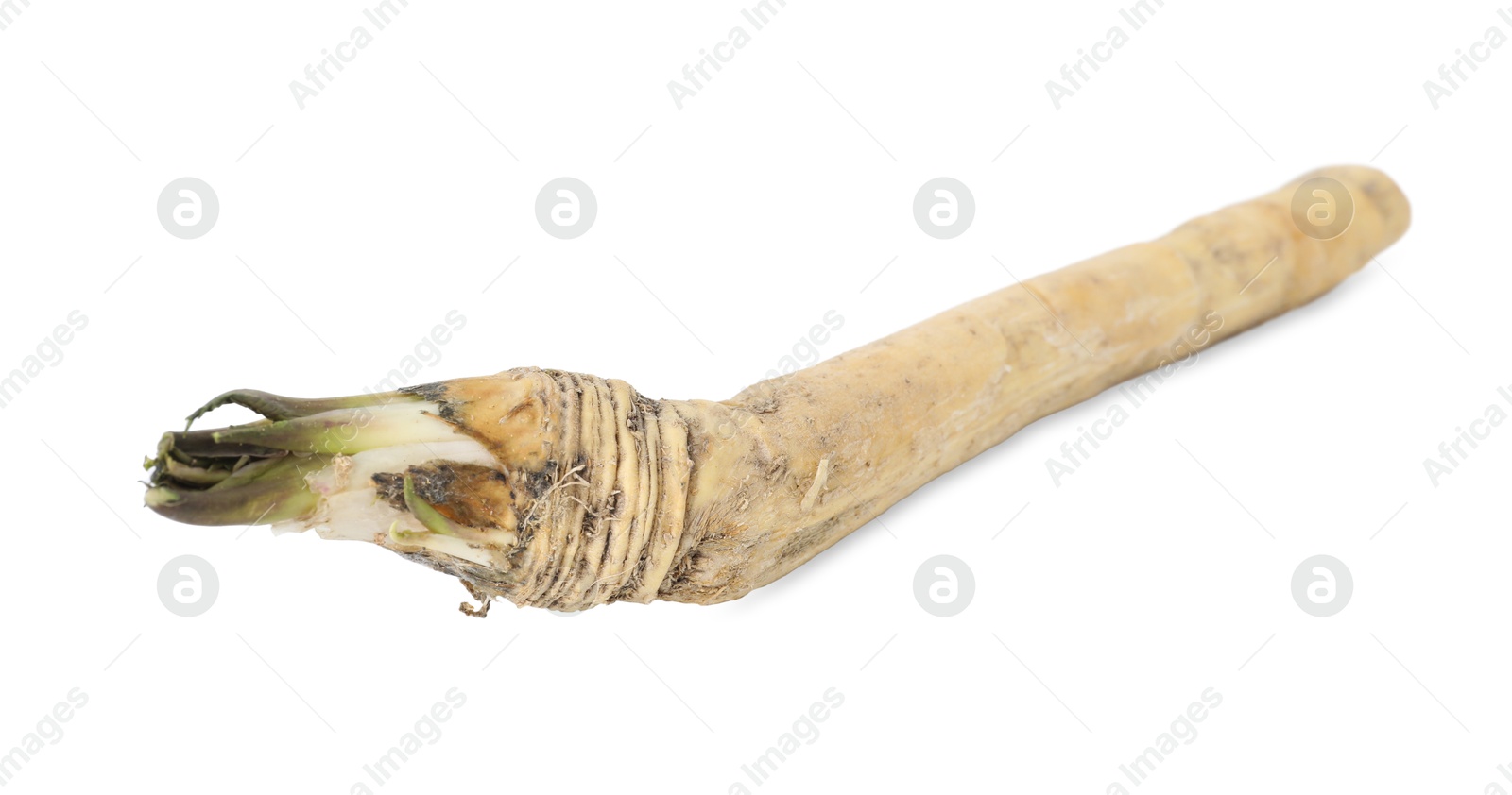 Photo of One fresh horseradish root isolated on white