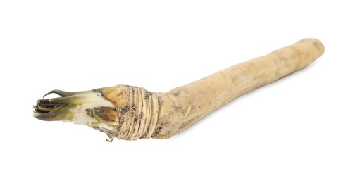 Photo of One fresh horseradish root isolated on white