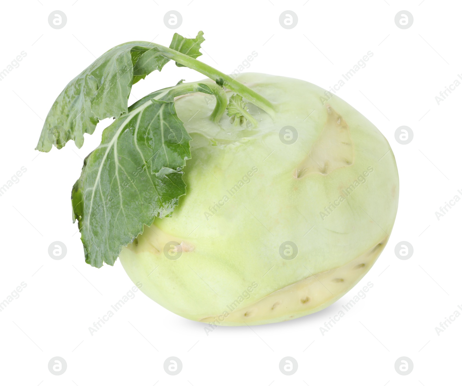 Photo of One fresh kohlrabi isolated on white. Vegetable root