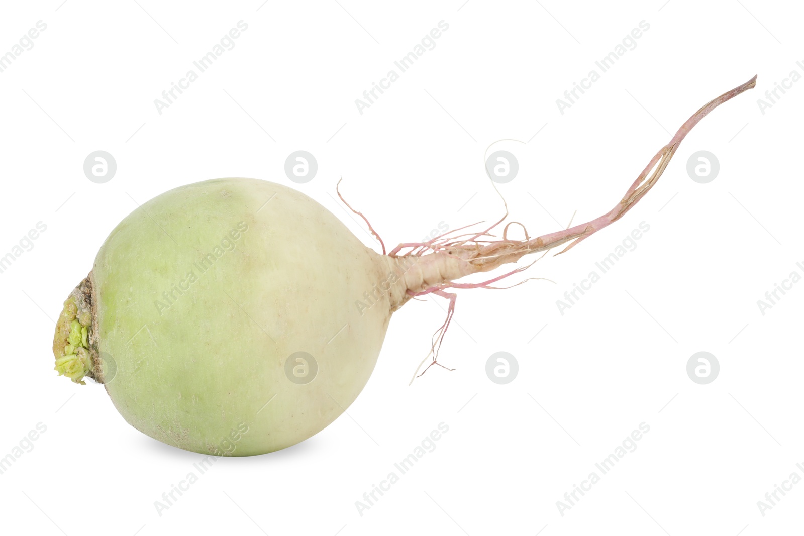 Photo of Whole fresh turnip isolated on white. Vegetable root