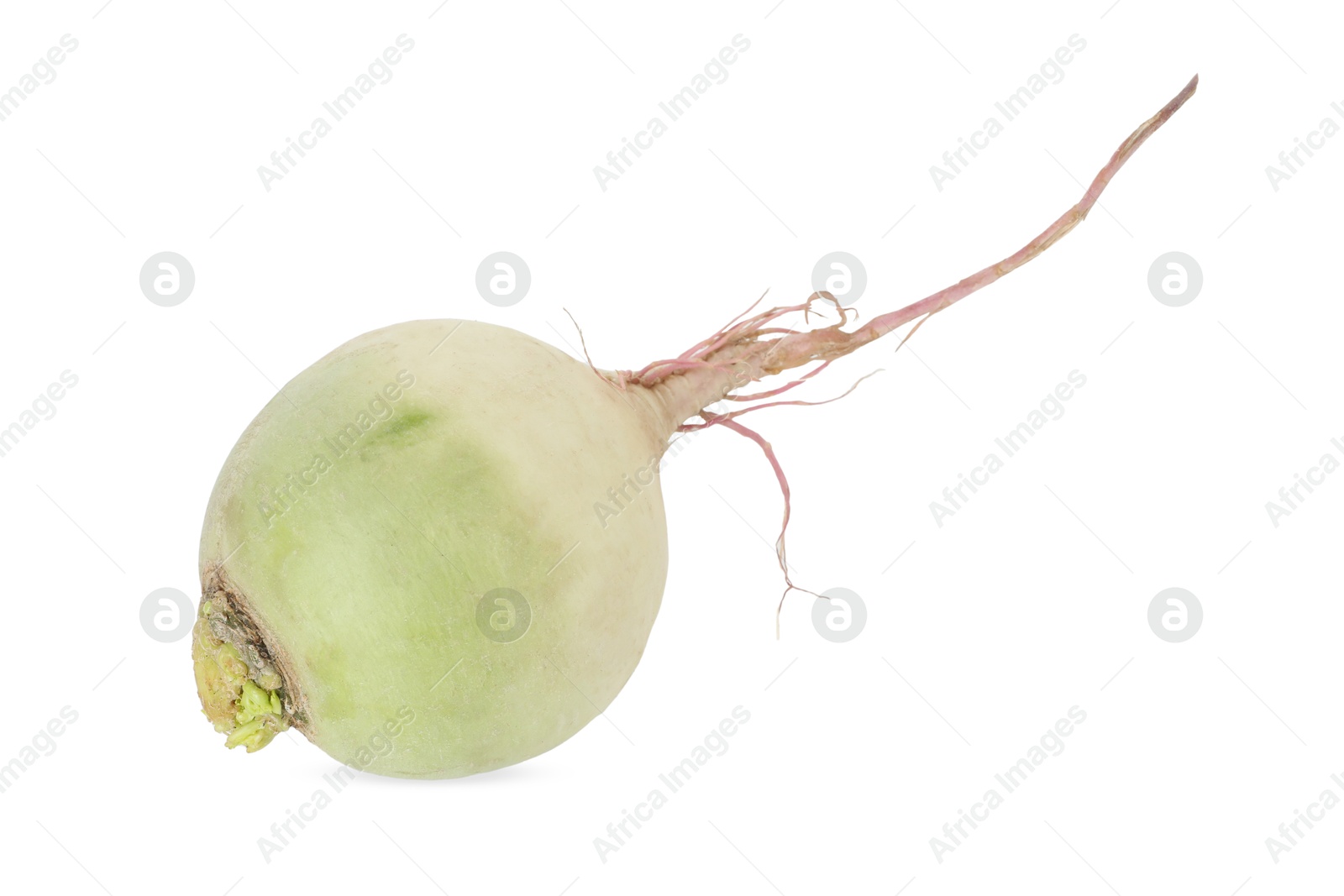 Photo of Whole fresh turnip isolated on white. Vegetable root