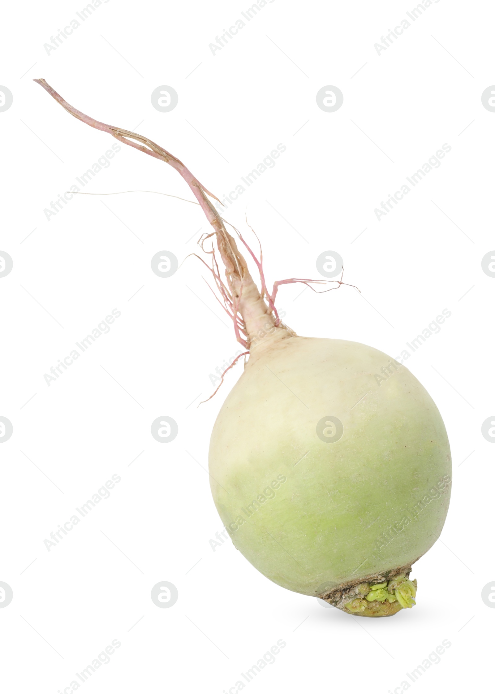 Photo of Whole fresh turnip isolated on white. Vegetable root