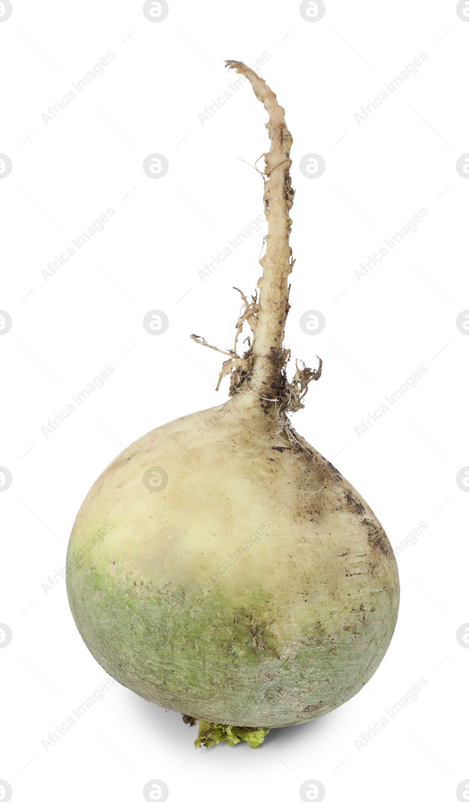 Photo of Whole fresh turnip isolated on white. Vegetable root