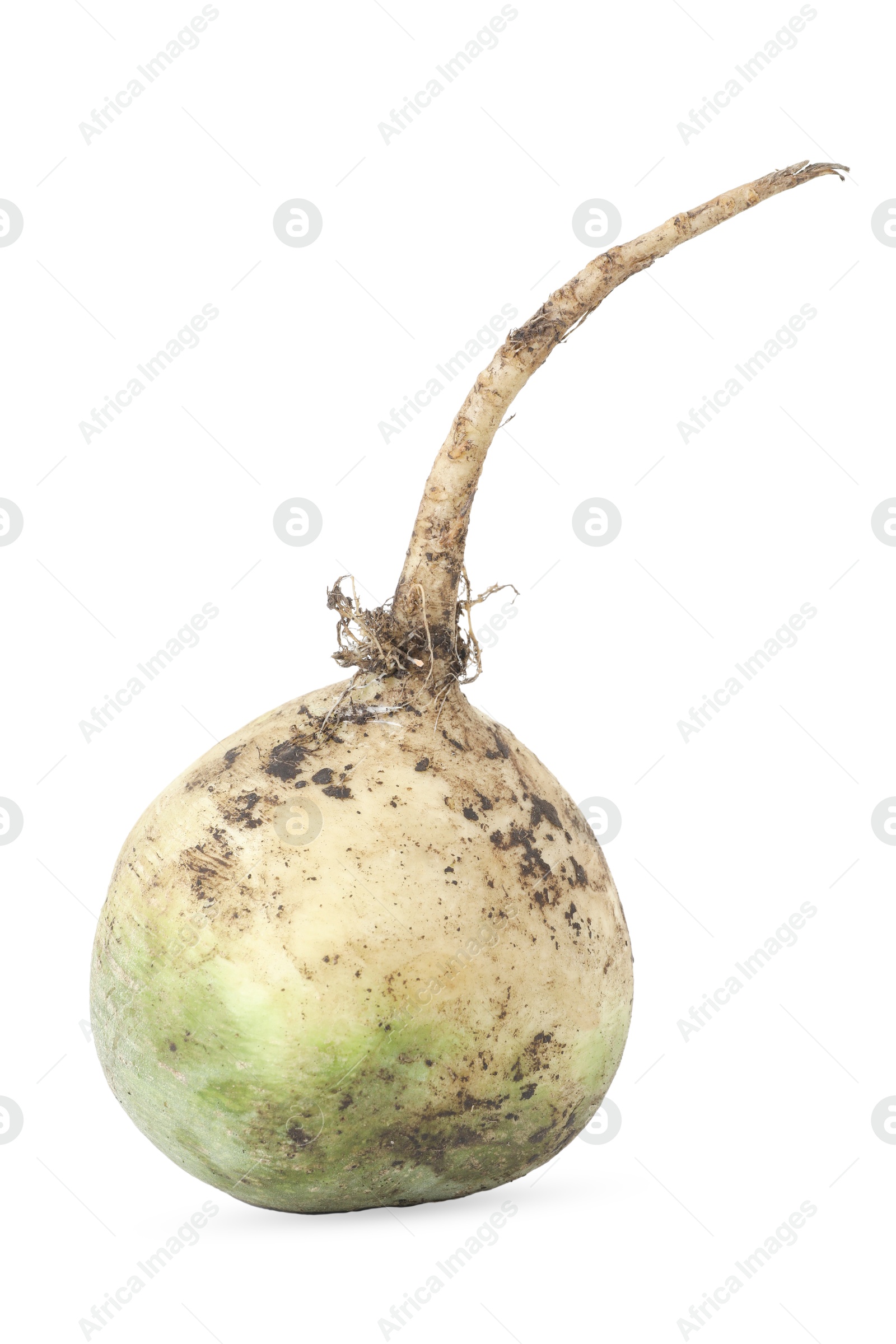 Photo of Whole fresh turnip isolated on white. Vegetable root