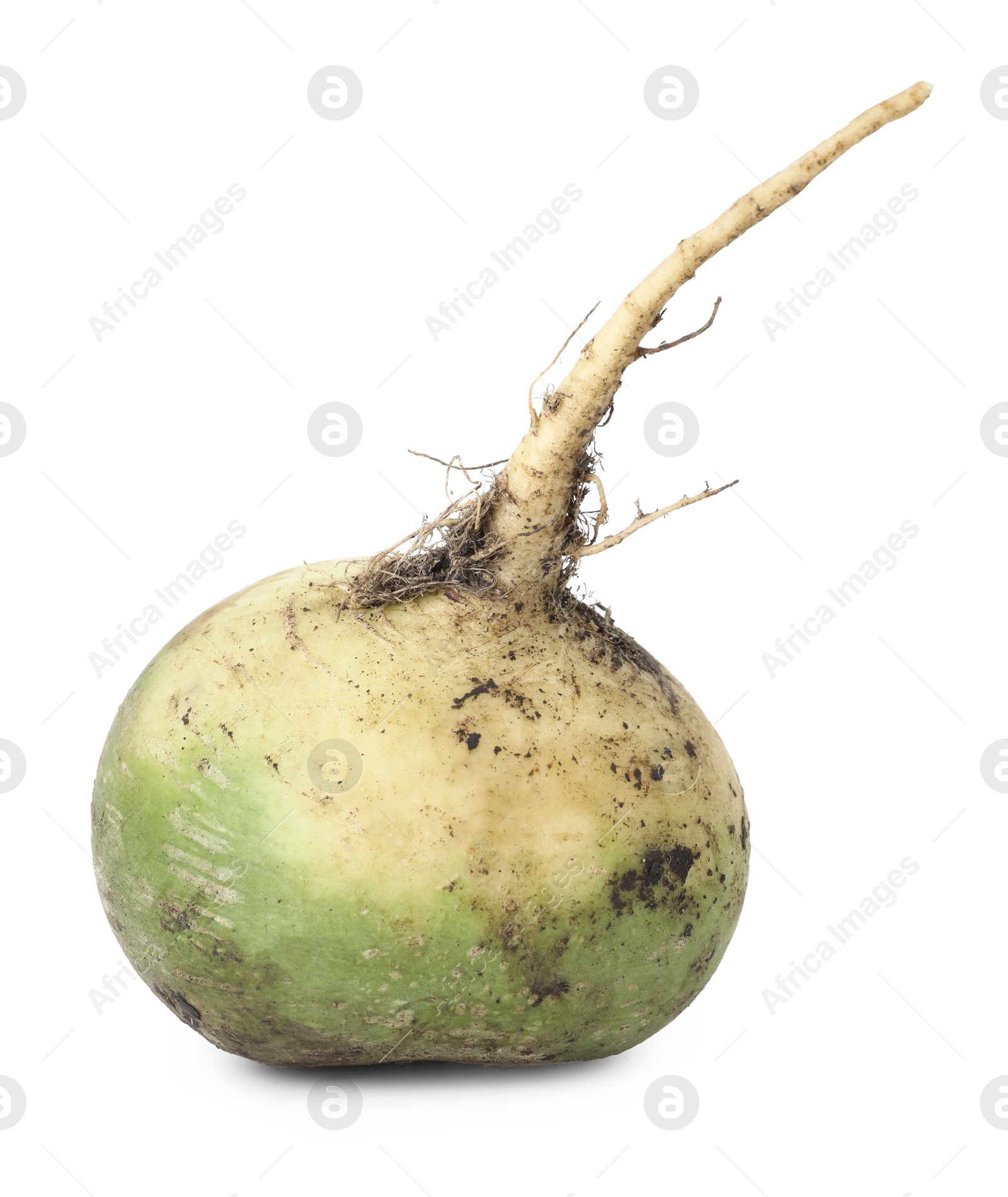 Photo of Whole fresh turnip isolated on white. Vegetable root