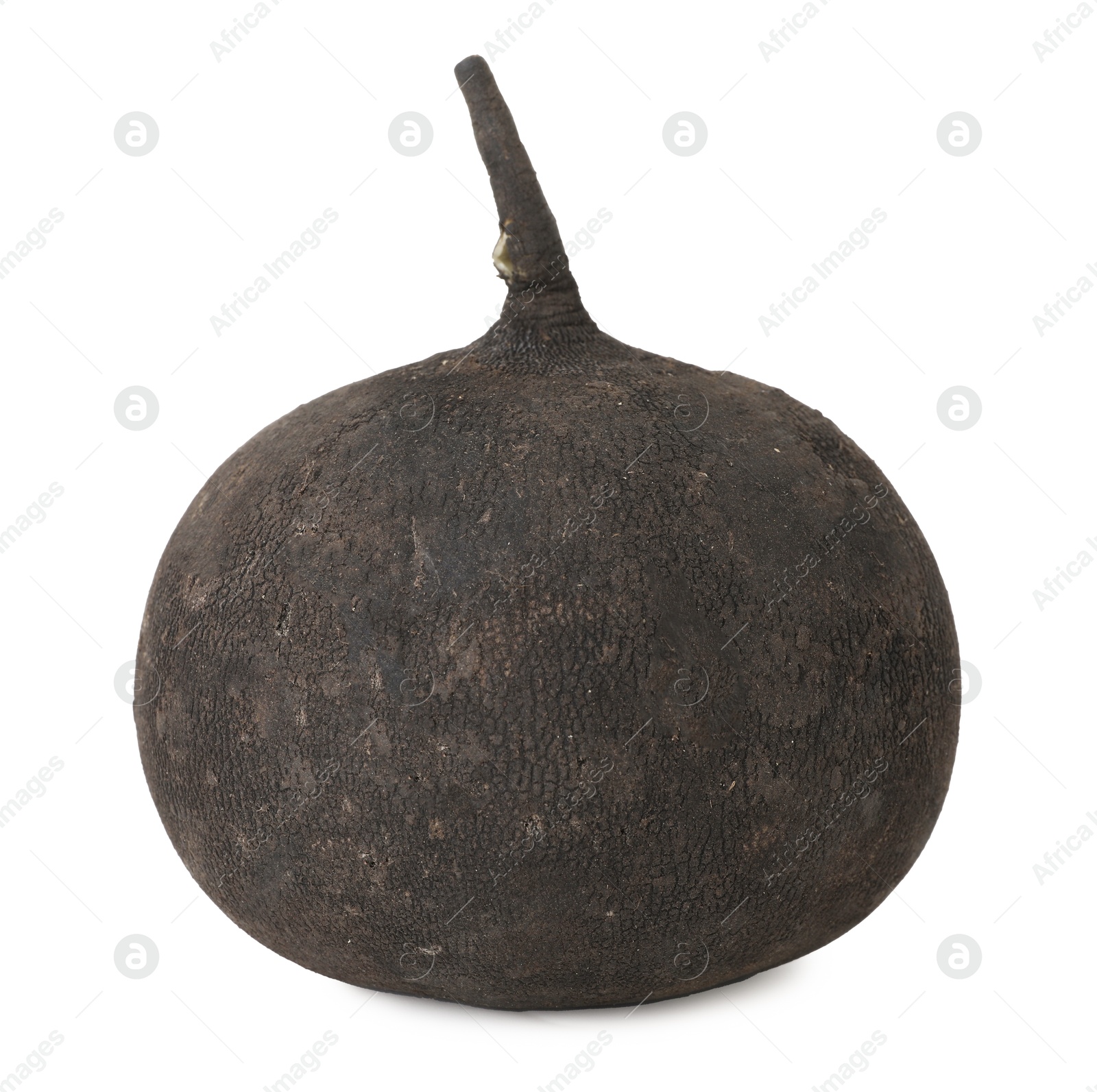 Photo of One black turnip isolated on white. Vegetable root