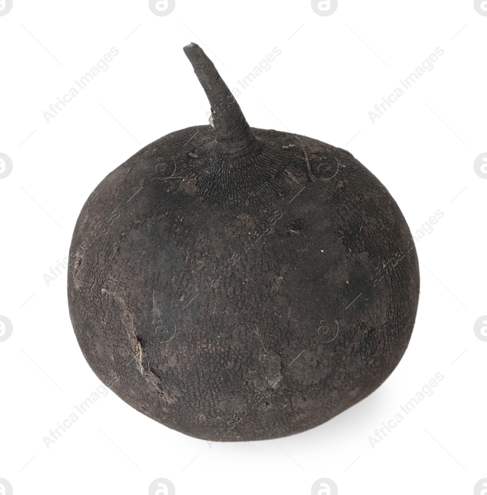 Photo of One black turnip isolated on white, above view. Vegetable root