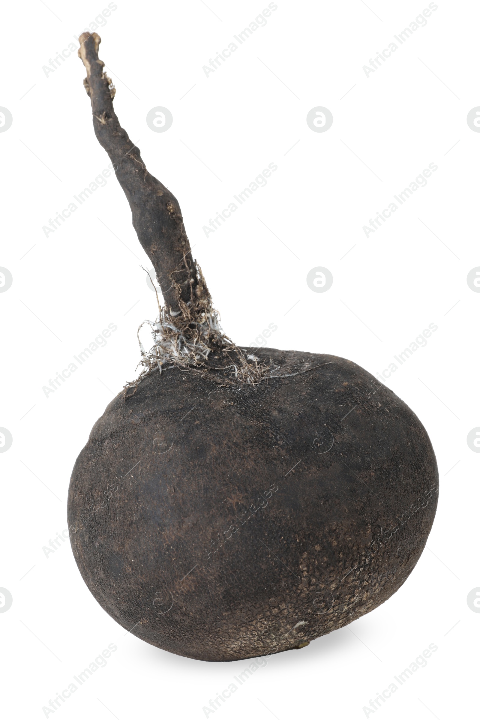 Photo of One black turnip isolated on white. Vegetable root