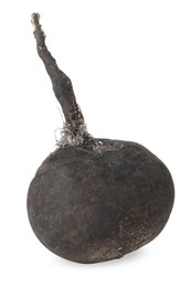 Photo of One black turnip isolated on white. Vegetable root