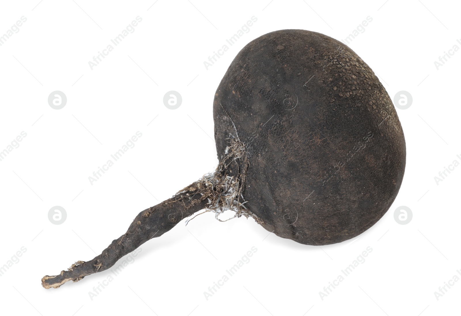 Photo of One black turnip isolated on white. Vegetable root