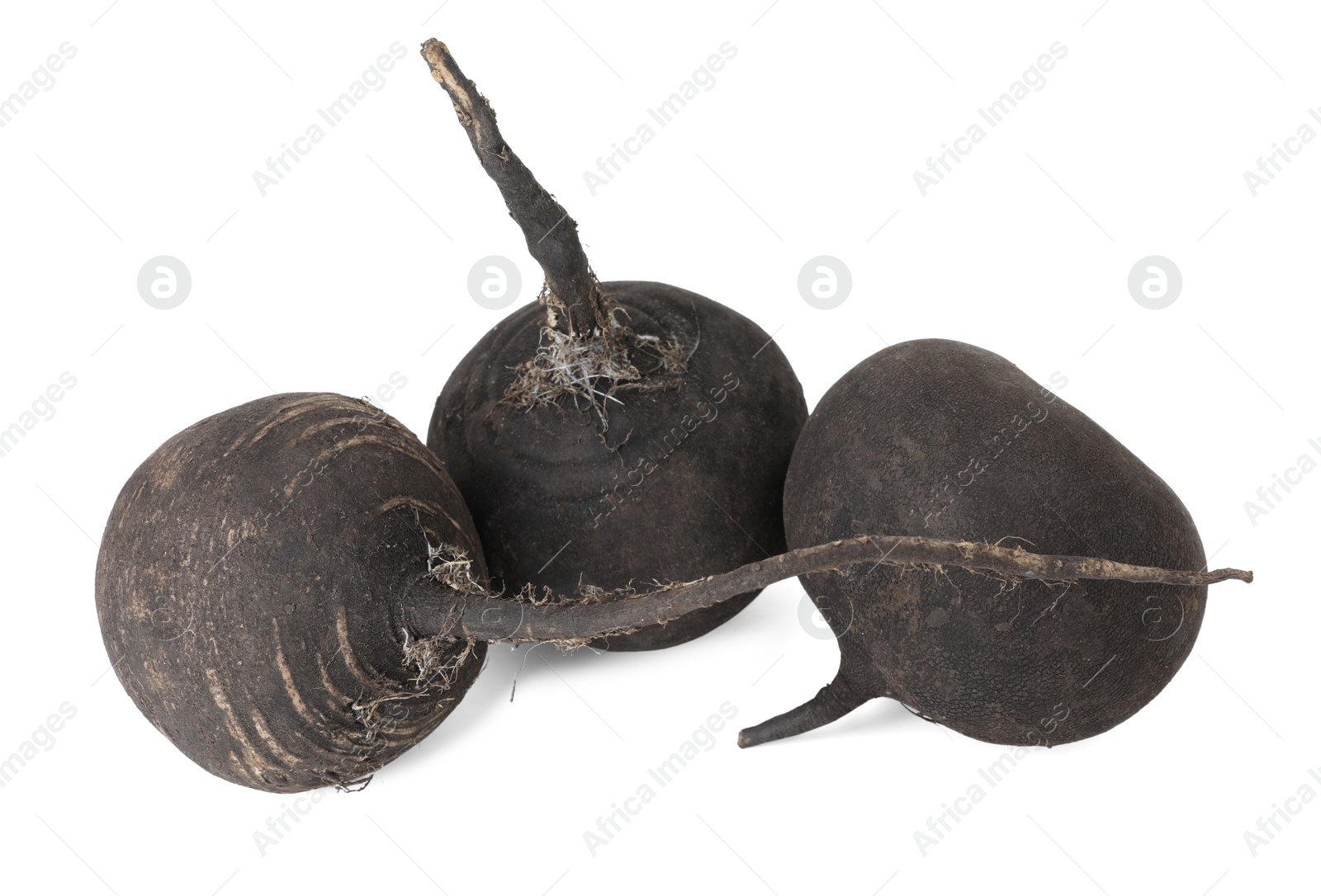 Photo of Black turnips isolated on white. Vegetable root