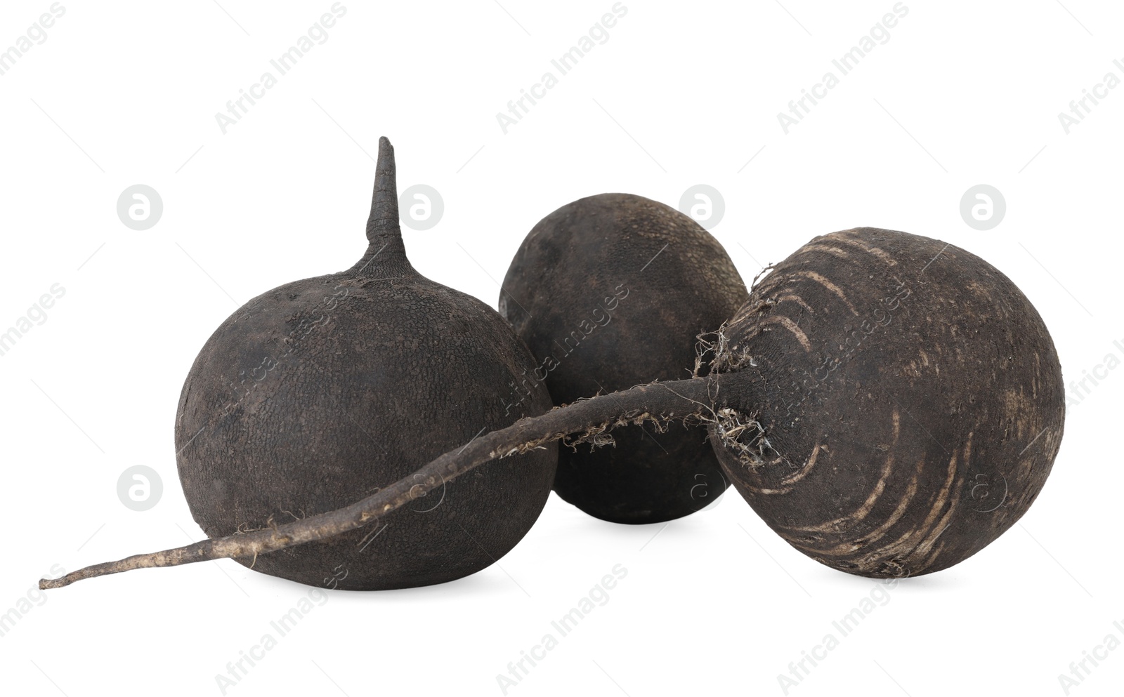 Photo of Black turnips isolated on white. Vegetable root