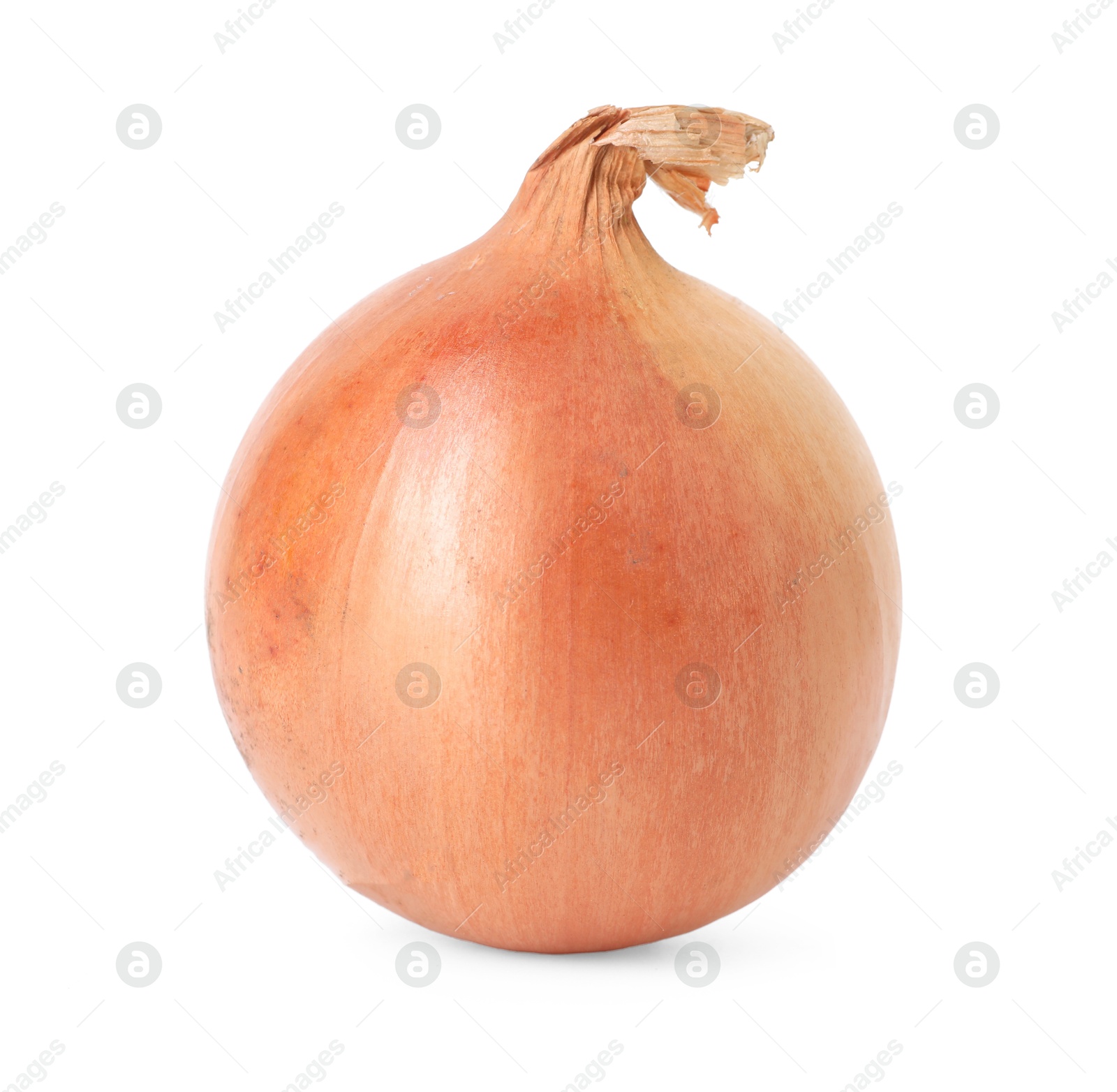 Photo of One fresh onion isolated on white. Vegetable root