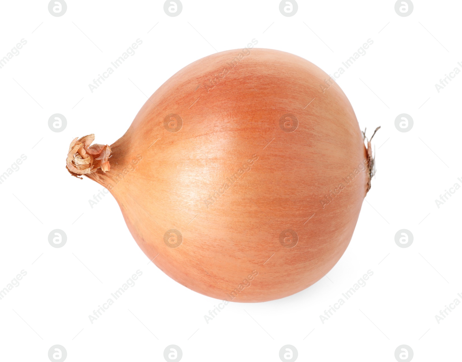 Photo of One fresh onion isolated on white. Vegetable root