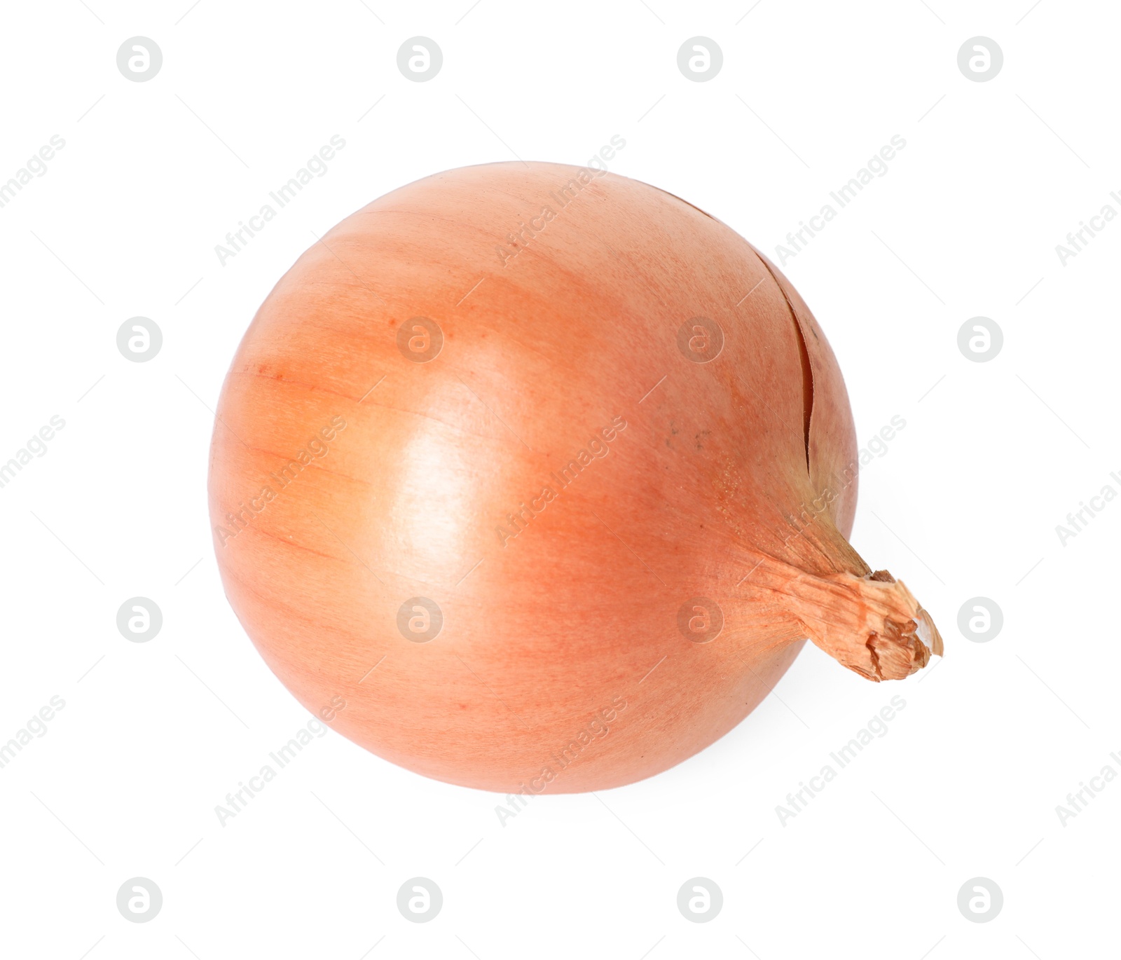 Photo of One fresh onion isolated on white. Vegetable root