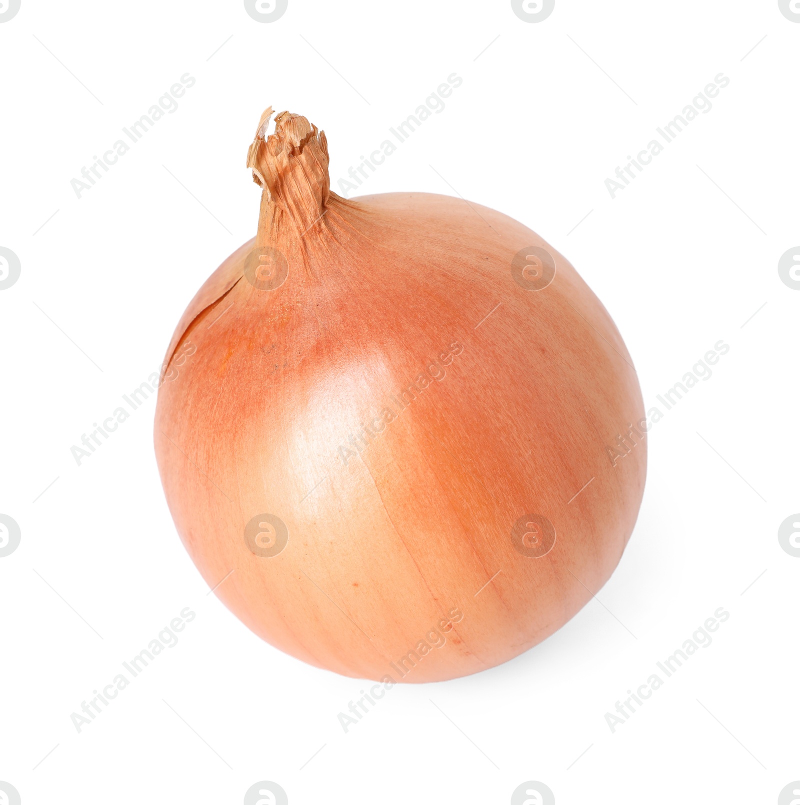 Photo of One fresh onion isolated on white. Vegetable root