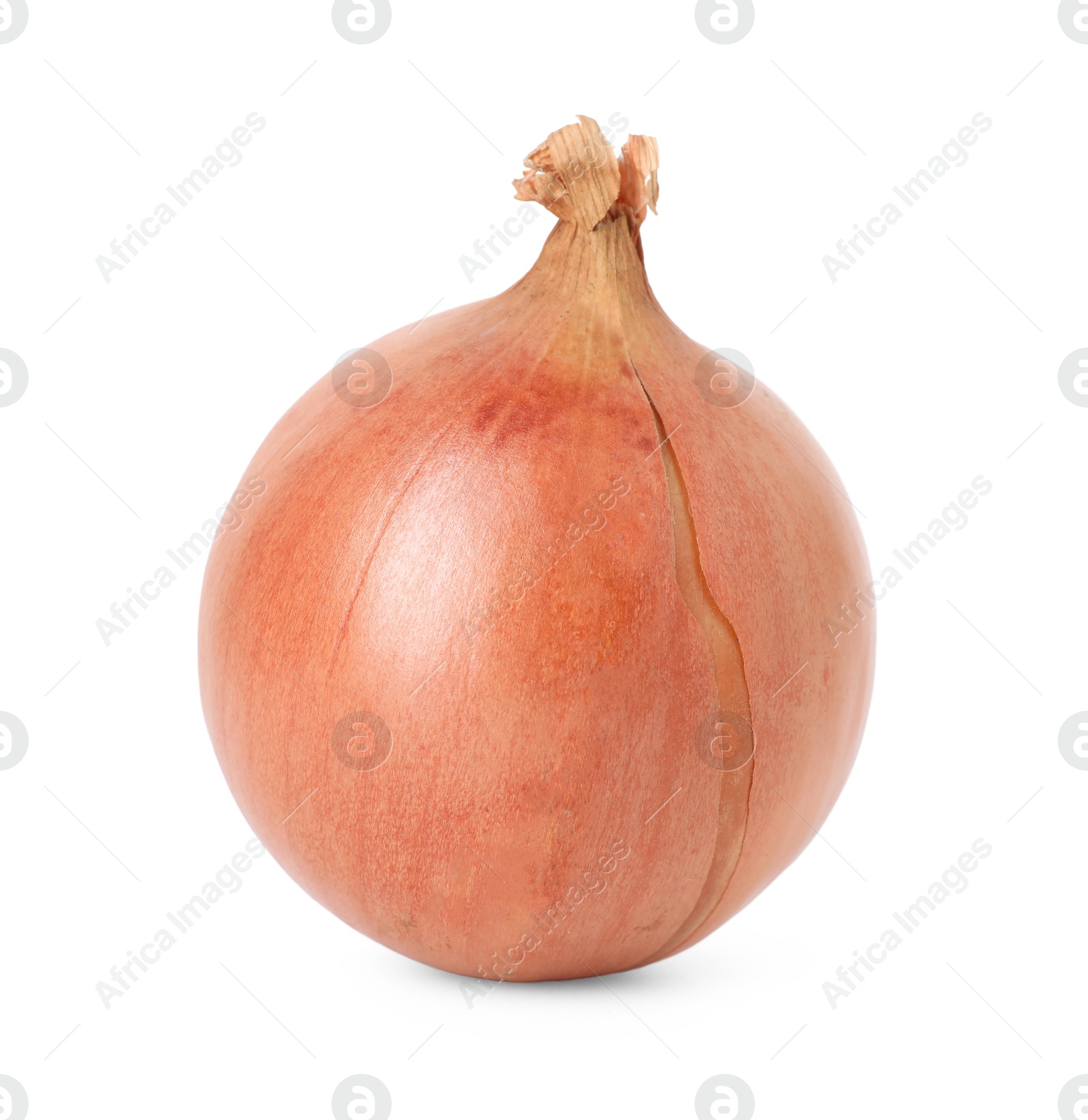 Photo of One fresh onion isolated on white. Vegetable root