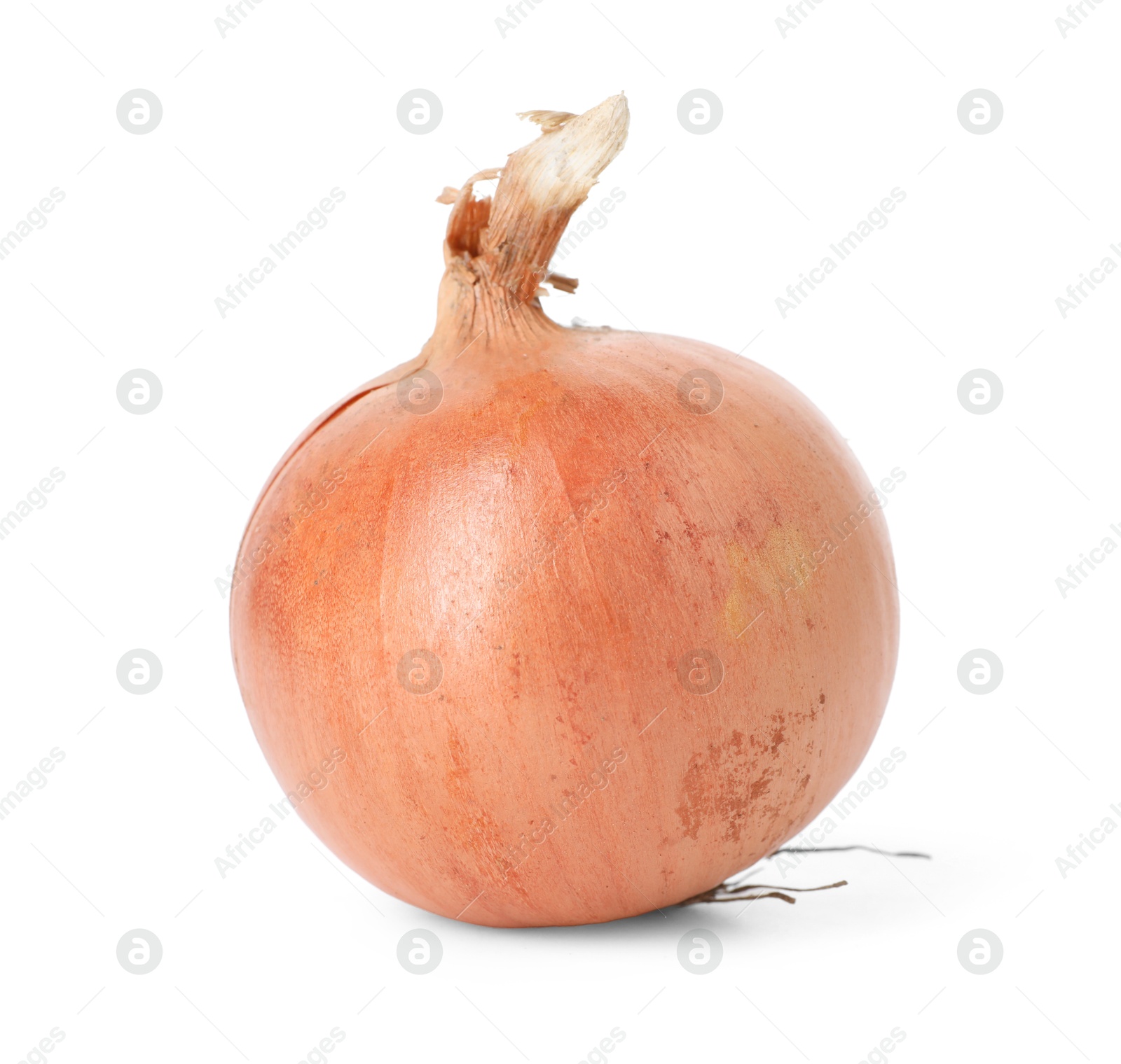 Photo of One fresh onion isolated on white. Vegetable root