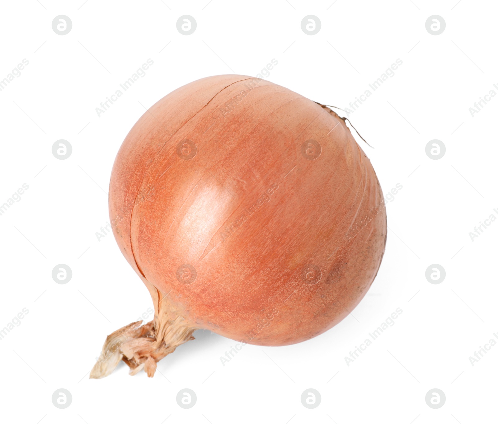 Photo of One fresh onion isolated on white. Vegetable root