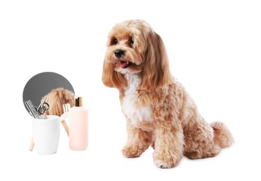 Photo of Cute dog and grooming tools on white background